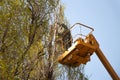 Pruning trees against the sky and a man on a crane Royalty Free Stock Photo