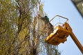 Pruning trees against the sky and a man on a crane Royalty Free Stock Photo
