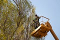 Pruning trees against the sky and a man on a crane Royalty Free Stock Photo