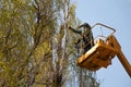 Pruning trees against the sky and a man on a crane Royalty Free Stock Photo