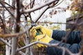 Pruning trees in autumn garden. Human hands in gardening gloves hold pruner, gardener cuts dry branches without leaves