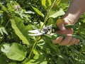 pruning trees, caring for the garden service secateurs Royalty Free Stock Photo