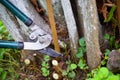 Pruning trees with garden pruners in the autumn garden