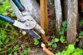 Pruning trees with garden pruners in the autumn garden