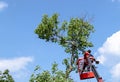 Pruning trees and sawing a man with a chainsaw, a man at high altitude between the branches of an old large tree Royalty Free Stock Photo