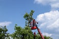 Pruning trees and sawing a man with a chainsaw, a man at high altitude between the branches of an old large tree Royalty Free Stock Photo