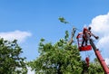 Pruning trees and sawing a man with a chainsaw, a man at high altitude between the branches of an old large tree Royalty Free Stock Photo