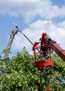 Pruning trees and sawing a man with a chainsaw, a man at high altitude between the branches of an old large tree Royalty Free Stock Photo