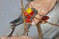 Pruning of trees with secateurs Royalty Free Stock Photo