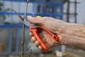 Pruning of trees with secateurs Royalty Free Stock Photo