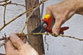 Pruning of trees with secateurs Royalty Free Stock Photo