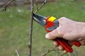 Pruning of trees with secateurs Royalty Free Stock Photo