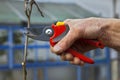 Pruning of trees with secateurs Royalty Free Stock Photo