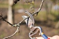 Pruning of trees with secateurs in the garden Royalty Free Stock Photo