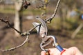 Pruning of trees with secateurs in the garden Royalty Free Stock Photo