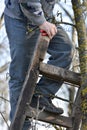 Pruning of trees with secateurs in the garden Royalty Free Stock Photo