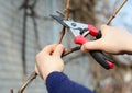 Pruning, trimming grape vine with bypass secateur, shears in late winter, early spring Royalty Free Stock Photo