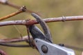 Pruning a vine. Spring work in a vineyard. Close up, blurred background.