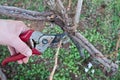 Pruning in a vineyard