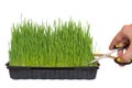 Pruning of wheat germinated in a container with scissors Royalty Free Stock Photo