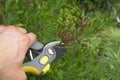 pruning wilted lilac flowers, garden work in the summer season after the bloom of the quids Royalty Free Stock Photo