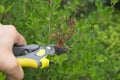 pruning wilted lilac flowers, garden work in the summer season after the bloom of the quids Royalty Free Stock Photo