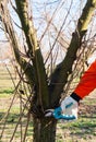Pruning of a young hazelnut tree in spring Royalty Free Stock Photo
