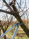 Pruning of a young hazelnut tree in spring Royalty Free Stock Photo