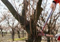 Pruning of a young hazelnut tree in spring Royalty Free Stock Photo