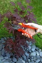 Pruning young tree