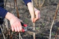 Prunning raspberry in early spring by removing the top 1/4 of the canes to facilitate harvesting Royalty Free Stock Photo