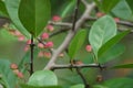 Prunus angustifolia Also called Chickasaw plum, Cherokee plum, Florida sand with a natural background Royalty Free Stock Photo