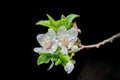 Prunus armeniaca, called apricot, apricot, amasco, Royalty Free Stock Photo