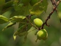 the fruit of Prunus armeniaca
