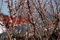 Prunus armeniaca sprig with many tiny pink flowers Royalty Free Stock Photo