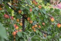 Prunus armeniaca tree branches full of frits, ripening apricots on the tree during summer season