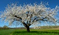 Big cherry tree in bloom in front of blue sky 1 Royalty Free Stock Photo