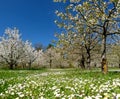 Green meadow with cherry trees in white blossom against a blue sky 3