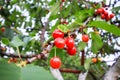 Prunus avium or sweet cherry ripe fruits on the branch