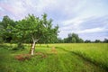 Prunus avium or cherry tree whitewashed trunk growing on field. Old wooden stairs to facilitate harvesting Royalty Free Stock Photo