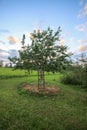 Sweet cherry tree whitewashed trunk growing on field. Old wooden stairs to facilitate harvesting Royalty Free Stock Photo