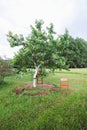 Sweet cherry tree whitewashed trunk growing on field. Old wooden stairs to facilitate harvesting Royalty Free Stock Photo