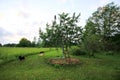 Sweet cherry tree whitewashed trunk growing on field. Old wooden stairs to facilitate harvesting Royalty Free Stock Photo