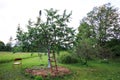 Sweet cherry tree whitewashed trunk growing on field. Old wooden stairs to facilitate harvesting Royalty Free Stock Photo