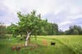 Sweet cherry tree whitewashed trunk growing on field. Old wooden stairs to facilitate harvesting Royalty Free Stock Photo