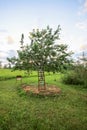 Prunus avium or sweet cherry tree whitewashed trunk growing on field. Old wooden stairs to facilitate harvesting Royalty Free Stock Photo