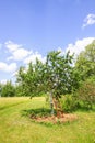 Prunus avium or sweet cherry tree Royalty Free Stock Photo