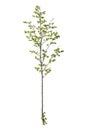 Prunus avium tree, known as bird cherry tree, isolated on white background Royalty Free Stock Photo