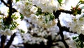 Brilliant white cherry blossoms with blurred background 3