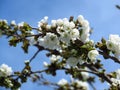 Prunus avium, wild cherry, sweet cherry, gean, bird cherry a flowering tree against blue sky Royalty Free Stock Photo